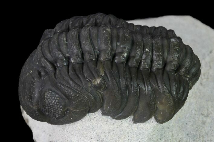Austerops Trilobite - Visible Eye Facets #165887
